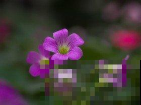 冬季必备酢浆草，颜值高好养护，轻松开成一片“花海”！