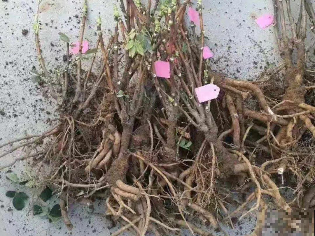 10年的绣球大老桩，九块钱也别买，难开花还浪费感情