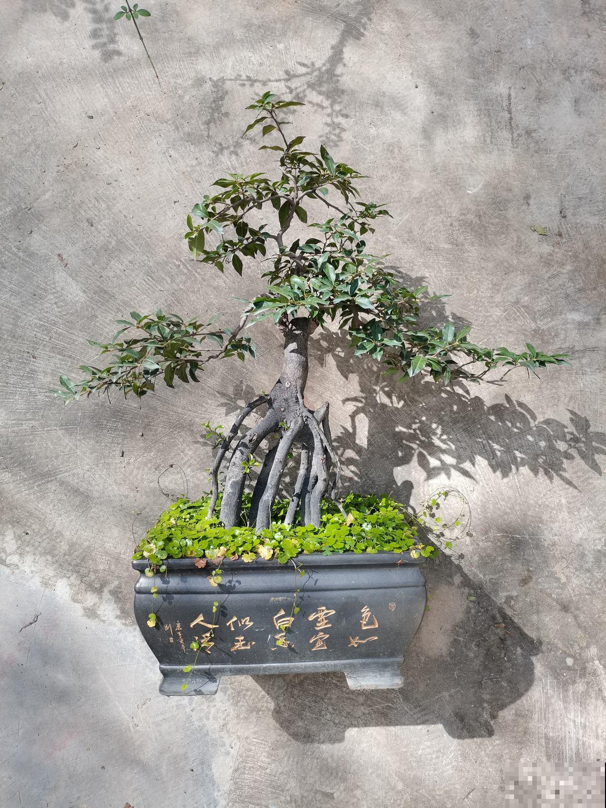 性格和养花大有关联，你是什么性格，就喜欢养什么花