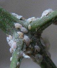 养花常见的3种虫害,只要做到对虫下药,保证药到虫灭! 养花常见的3种虫害,只要做到对虫下药,保证药到虫灭!