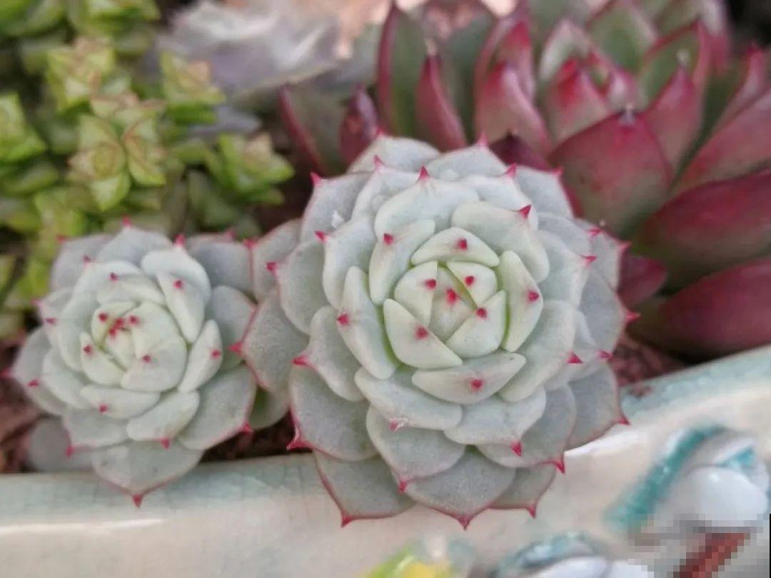 寒潮过后,多肉美出天际,颜色鲜艳明亮,真馋人! 寒潮过后,多肉美出天际,颜色鲜艳明亮,真馋人!