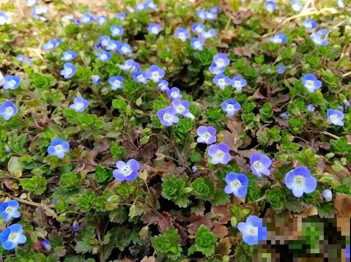 5种小野花,春天养护太美了,随便挖一颗回家吧! 5种小野花,春天养护太美了,随便挖一颗回家吧!