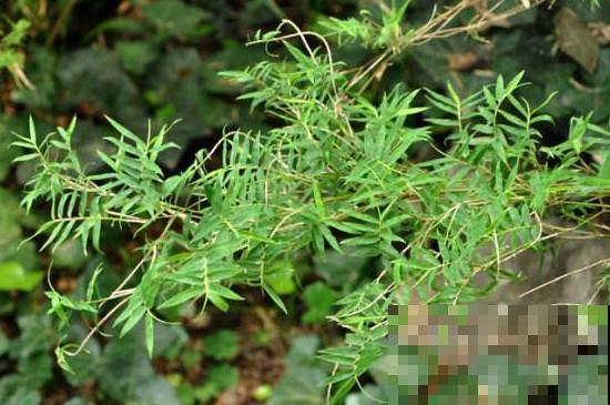 家里不能养竹子？最适合摆在桌子上的竹子，比花还好看！