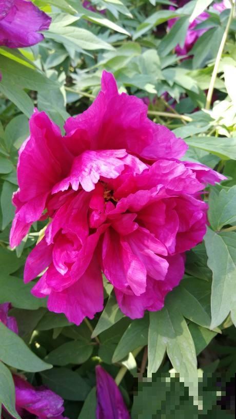 大水缸里面种花，花长得更健壮，养家里就是传家宝！