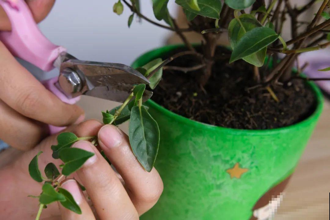 现在扦插超好活，剪根枝，捂3天，冒出狗牙根！