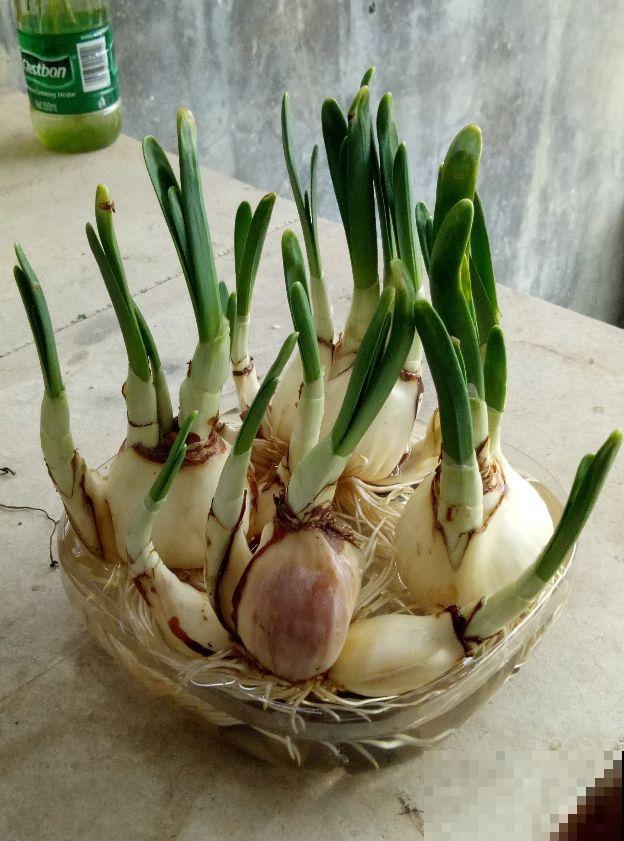 3种花长得像蔬菜，养家里千万不能被误食，容易中毒