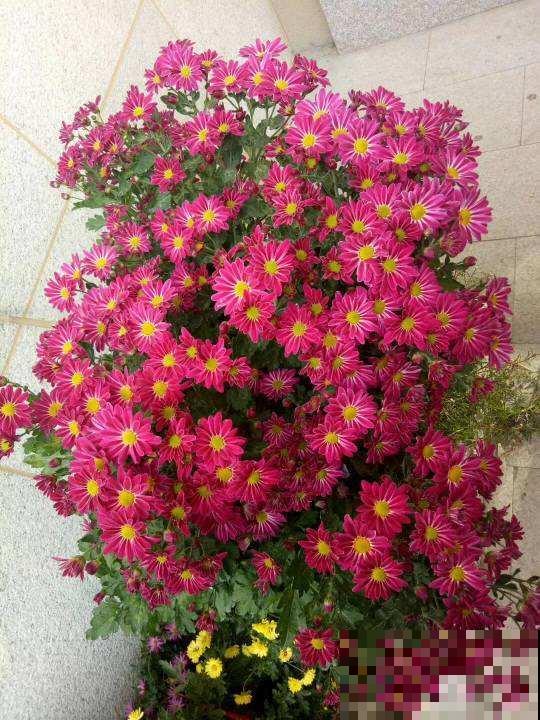 花市看到一盆花,一盆开了几十朵花,才只卖十几块钱! 花市看到一盆花,一盆开了几十朵花,才只卖十几块钱!