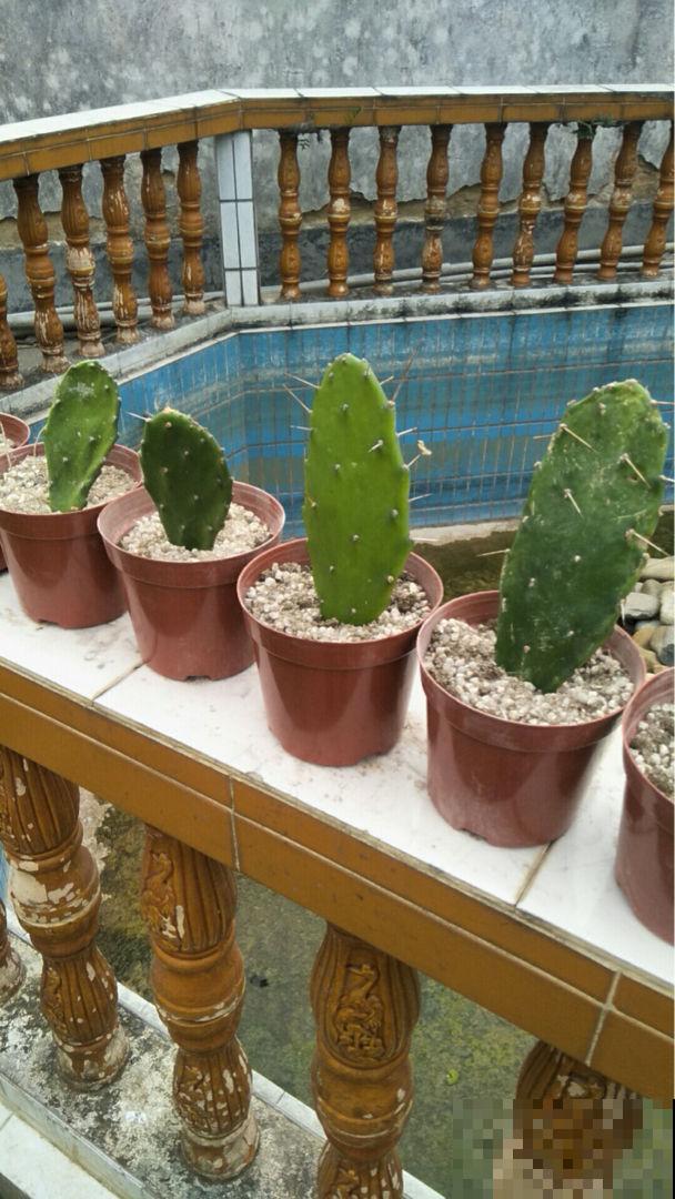 5种花老中医都爱养，观赏性极佳，还特养人