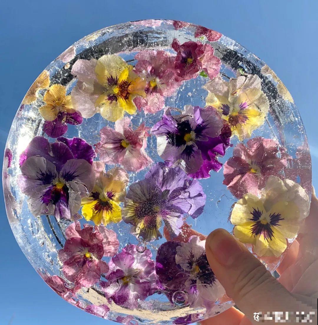 水里摆上花朵，室外冻一冻，简直美翻了！