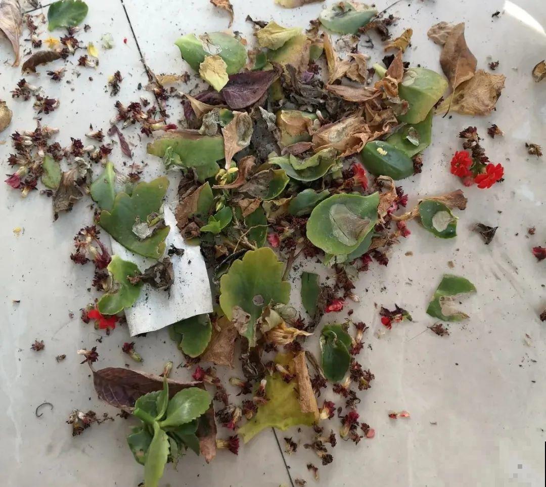 长寿花开完第一茬，赶紧剪掉，20天后又能开花