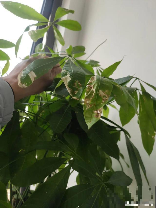 家里养这10种花,冻伤了要赶紧救,晚了就救不回来了 家里养这10种花,冻伤了要赶紧救,晚了就救不回来了