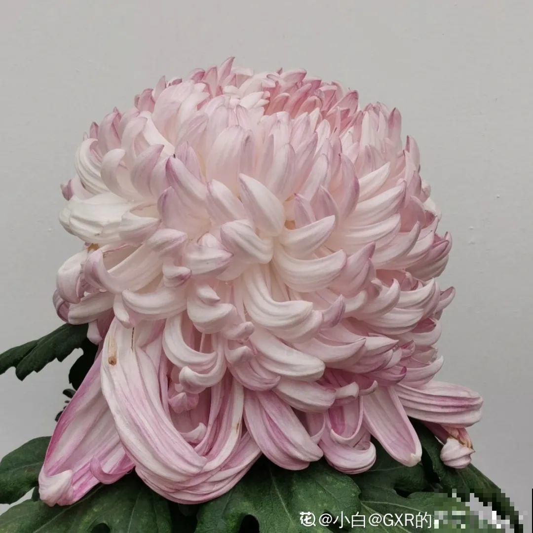 花市10块钱买的花，开花之后身价倍增，真赚了！