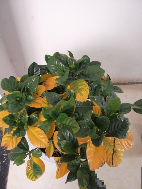 植物土壤黄叶，不光是没浇水导致的，要分情况解决