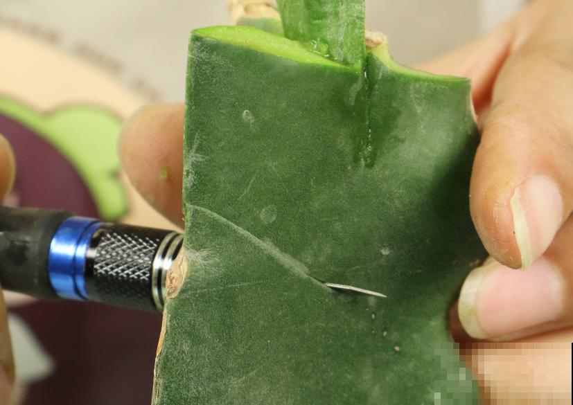 养护蟹爪兰,要注意8个要点,才能开出仙气飘飘花 养护蟹爪兰,要注意8个要点,才能开出仙气飘飘花