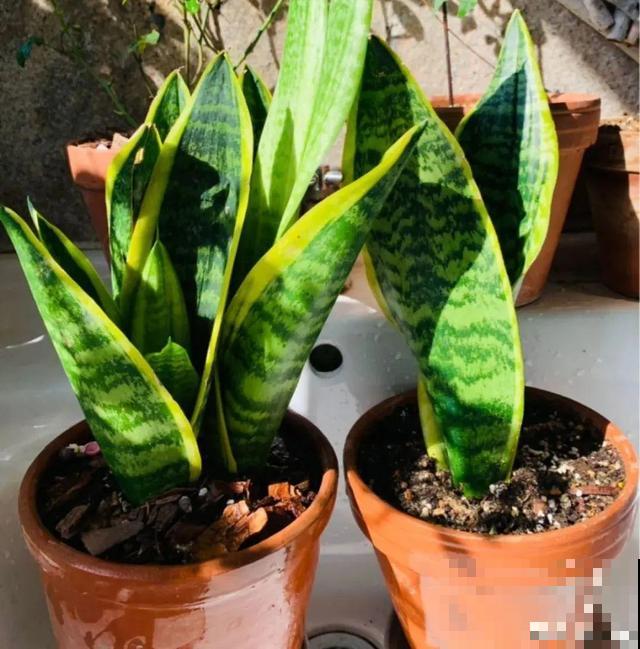 家里养这10种花,冻伤了要赶紧救,晚了就救不回来了 家里养这10种花,冻伤了要赶紧救,晚了就救不回来了