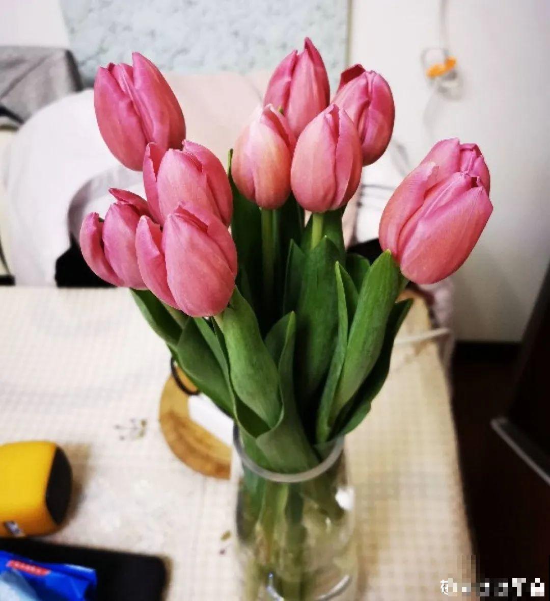 郁金香开花像假花，亲戚都不相信是真的，非要上手摸