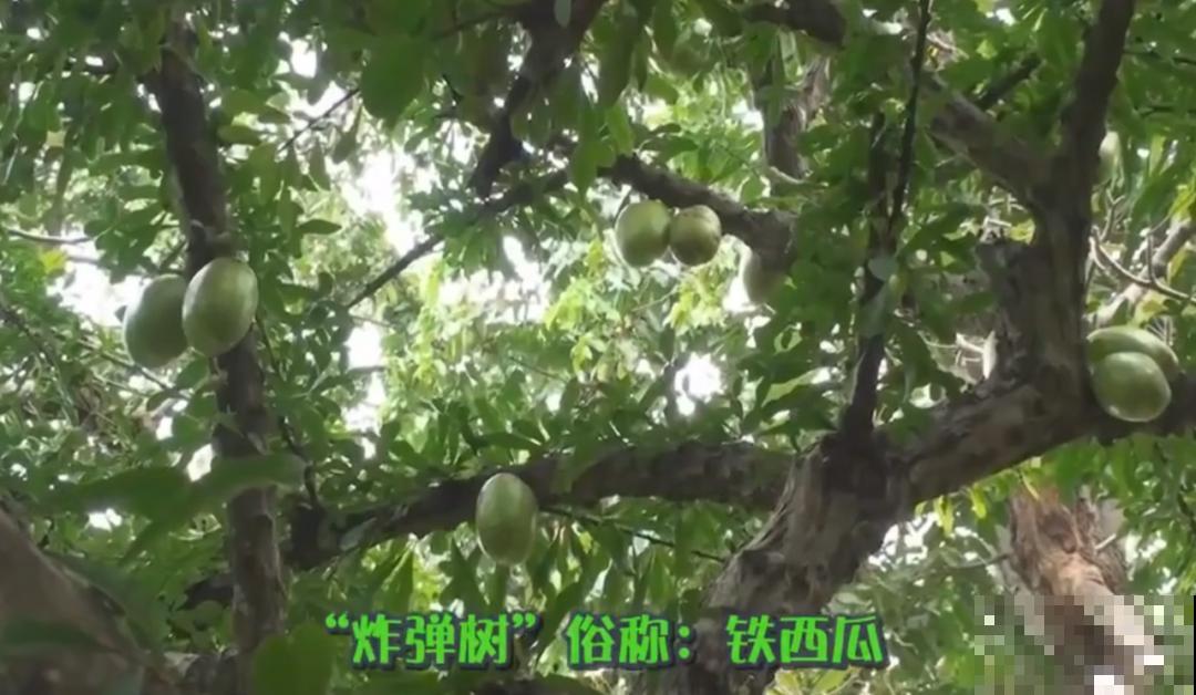 听说有的花能吃人,听着都害怕,是真的吗? 听说有的花能吃人,听着都害怕,是真的吗?