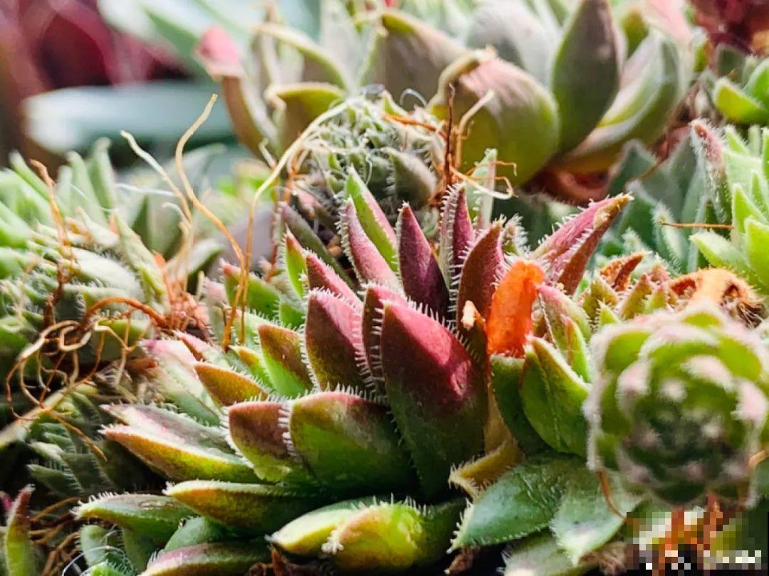 小阳台也能养多肉，一尺一寸，都是繁华！