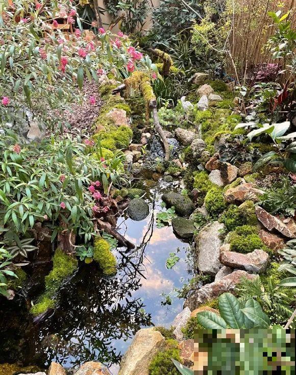 院子里挖了条小溪，做成水景美如画，看一整天也不烦