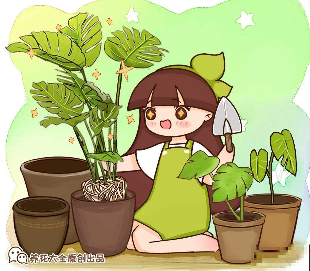 喜欢晒太阳的新西兰茜草，叶片一晒亮闪闪的，好看极了！