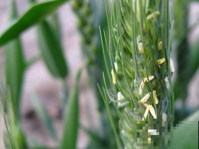 这几种花期短的花,最短只有5分钟,转眼就没了! 这几种花期短的花,最短只有5分钟,转眼就没了!