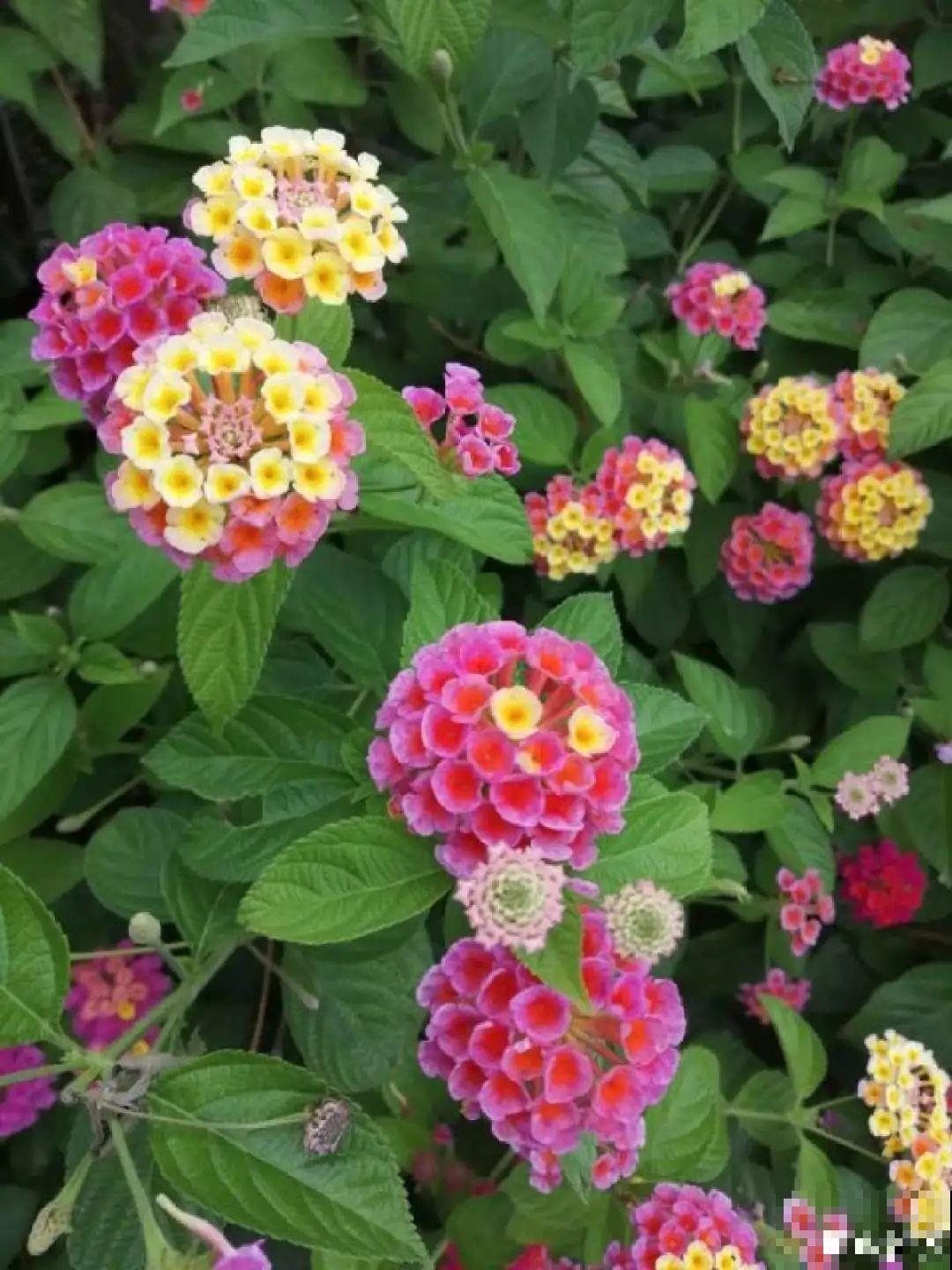 有些花名字太奇葩，叫出口太尴尬，开花却很美