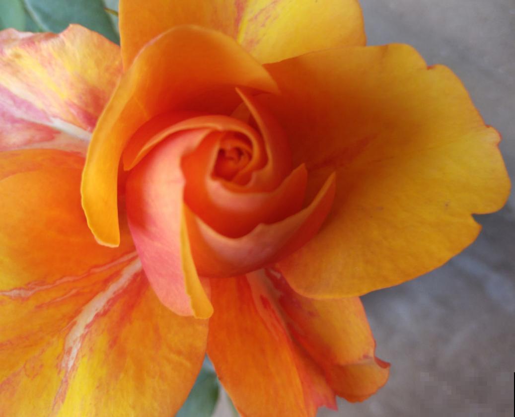 这种花美得很独特,家里种一盆,亲戚抢着要! 这种花美得很独特,家里种一盆,亲戚抢着要!