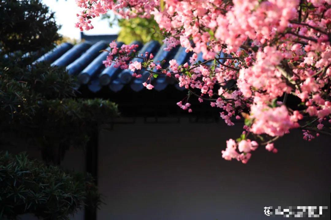 梦想有个院子，养花弄草，过舒心日子！