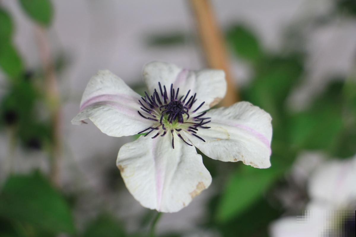 养不好铁线莲?掌握3点养护方法,轻松“爬满”整个阳台 养不好铁线莲?掌握3点养护方法,轻松“爬满”整个阳台