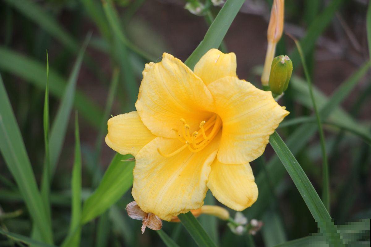 开花不断的萱草，鲜艳好看，送给妈妈特别合适！