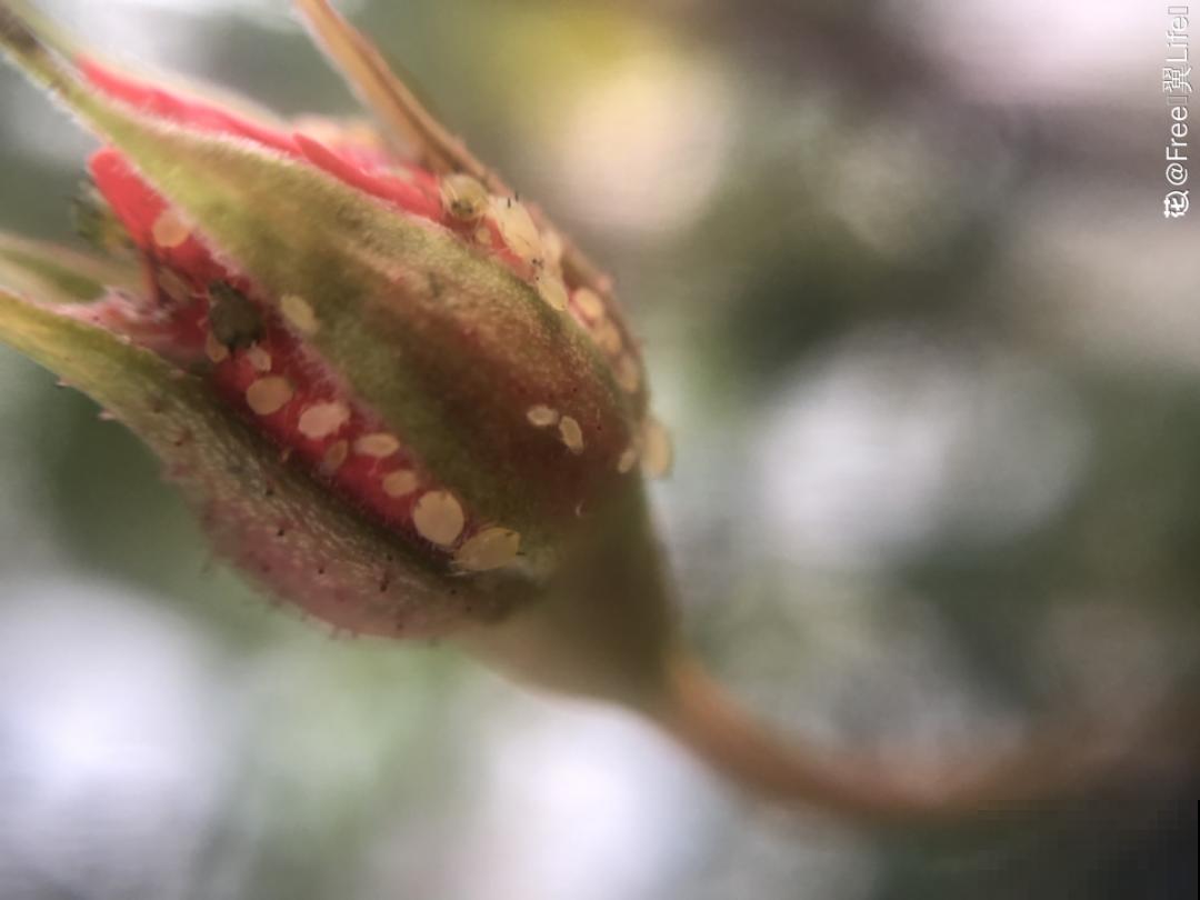 惊蛰之后，小虫乱飞，教你16种杀虫方法