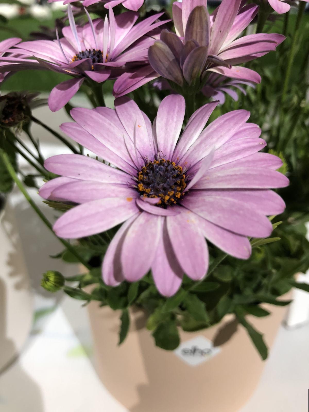 婚礼用花有讲究，这5种最适合出现在婚礼上，浪漫唯美寓意好！