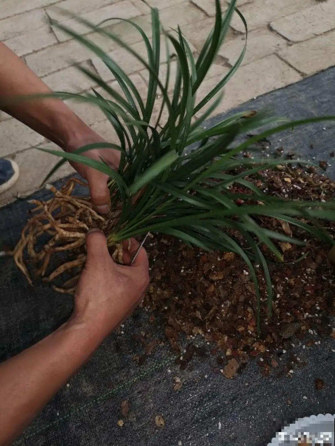 春天给花分株，1盆变成多盆，很快爆盆