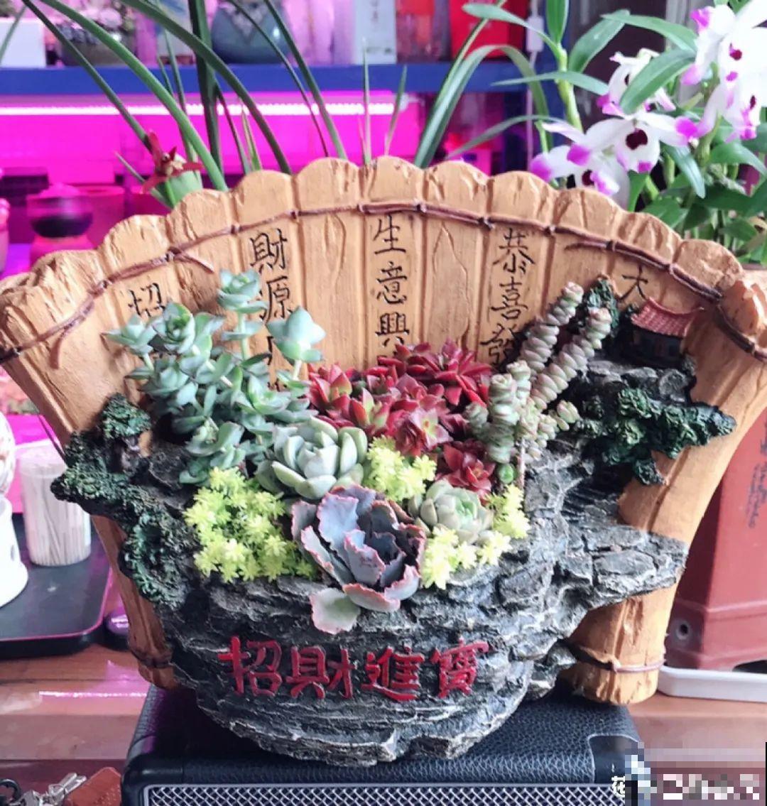 有个小阳台，养满多肉，满满的幸福感！