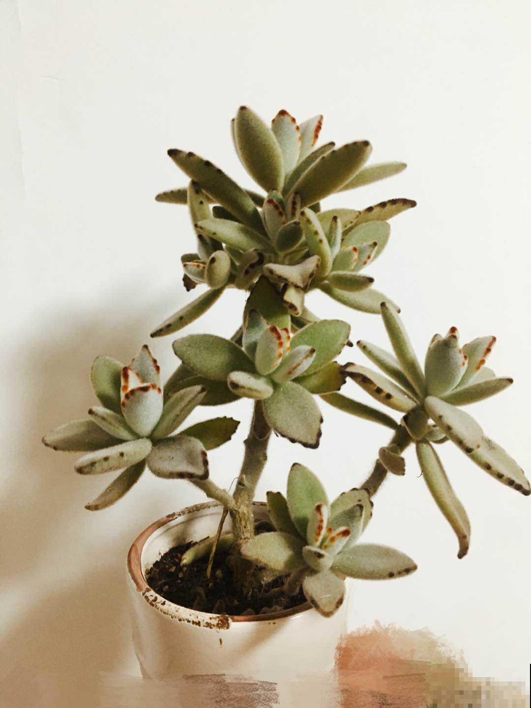 4种“徒神”多肉，太容易徒长，心累