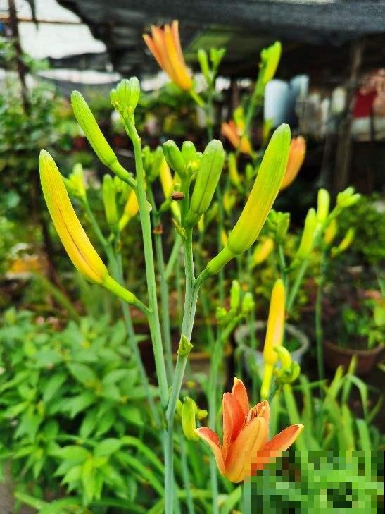 吃花历史上千年，不同的花有不用食用方法，口味太独特