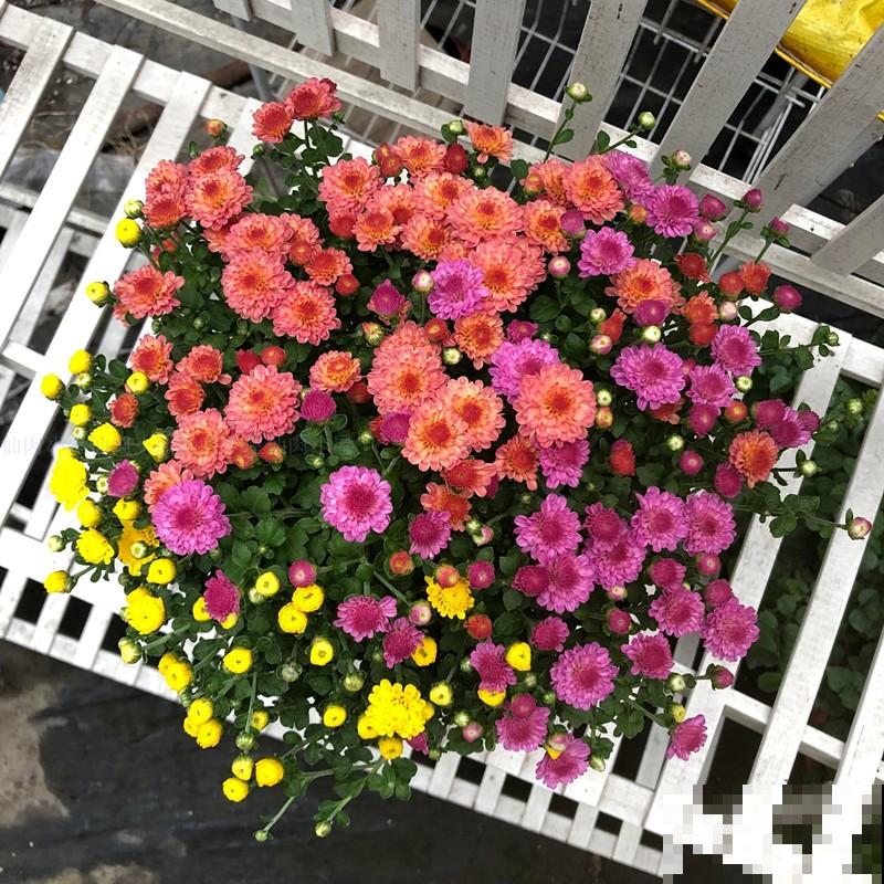 家里养盆千头菊，开花呼呼爆盆，一盆能开上百朵