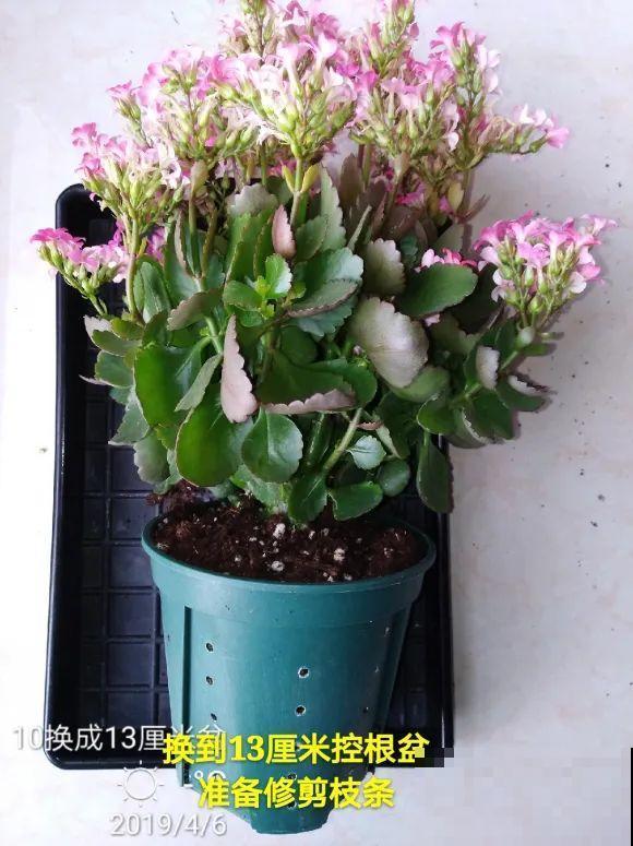 2月养花下狠手，剃光头、撸光叶，越狠越开花！