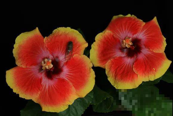 花市10块钱买的花，开花之后身价倍增，真赚了！