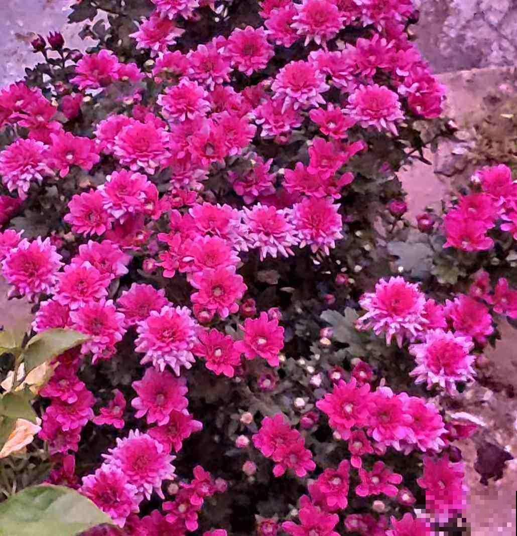 花市看到一盆花,一盆开了几十朵花,才只卖十几块钱! 花市看到一盆花,一盆开了几十朵花,才只卖十几块钱!