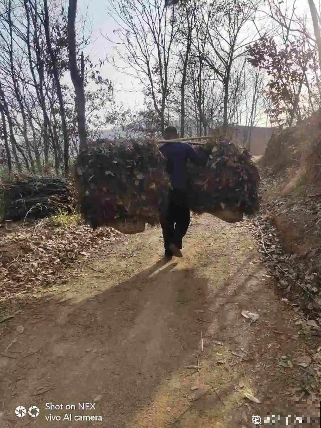 路边别人丢的大花盆，看着眼馋，好想捡回家