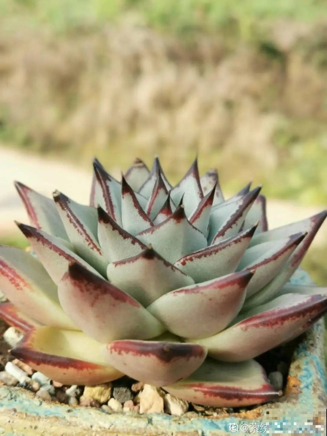 我在村里种多肉,盆盆状态美如画,城里人眼馋 我在村里种多肉,盆盆状态美如画,城里人眼馋