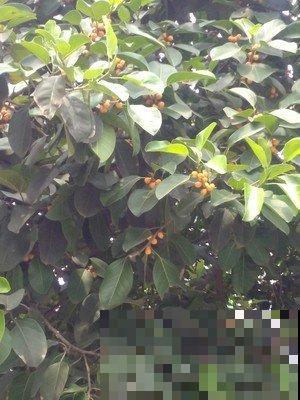 橡皮树突然开花，一定是有好兆头！