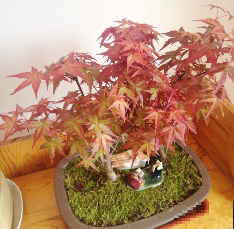家庭自制红枫盆景,成本低、效果好,给再多钱也不卖! 家庭自制红枫盆景,成本低、效果好,给再多钱也不卖!