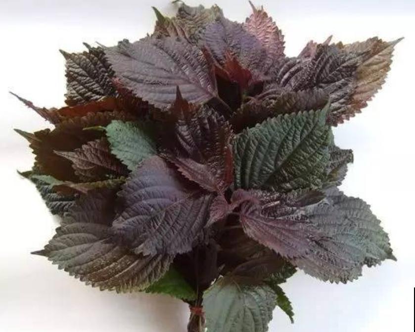 养这5种香草植物，好闻又好看，家里连香料都省了！