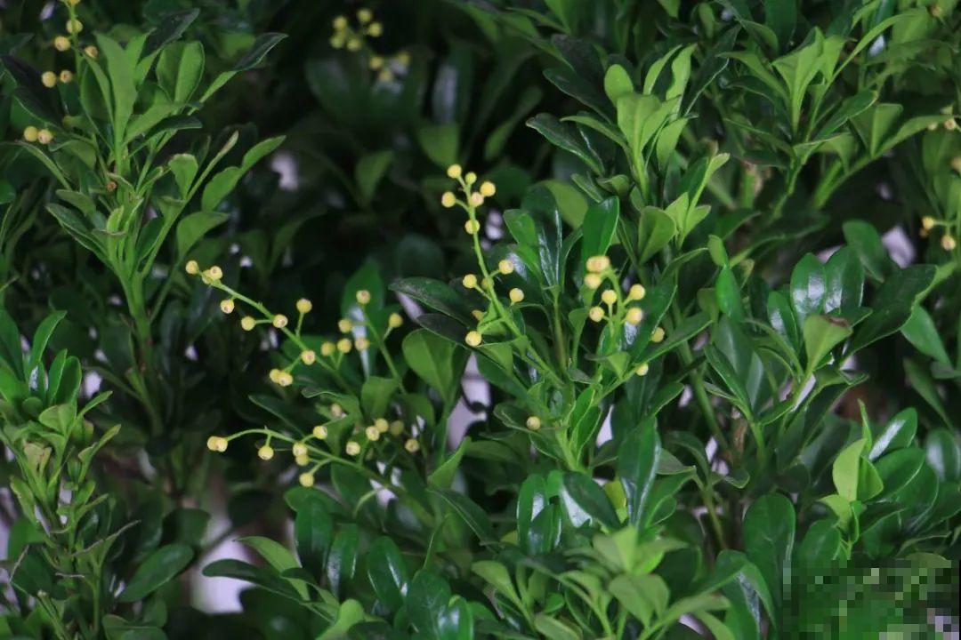 5度以下,常见的21种花必须断水,不然都烂根了 5度以下,常见的21种花必须断水,不然都烂根了