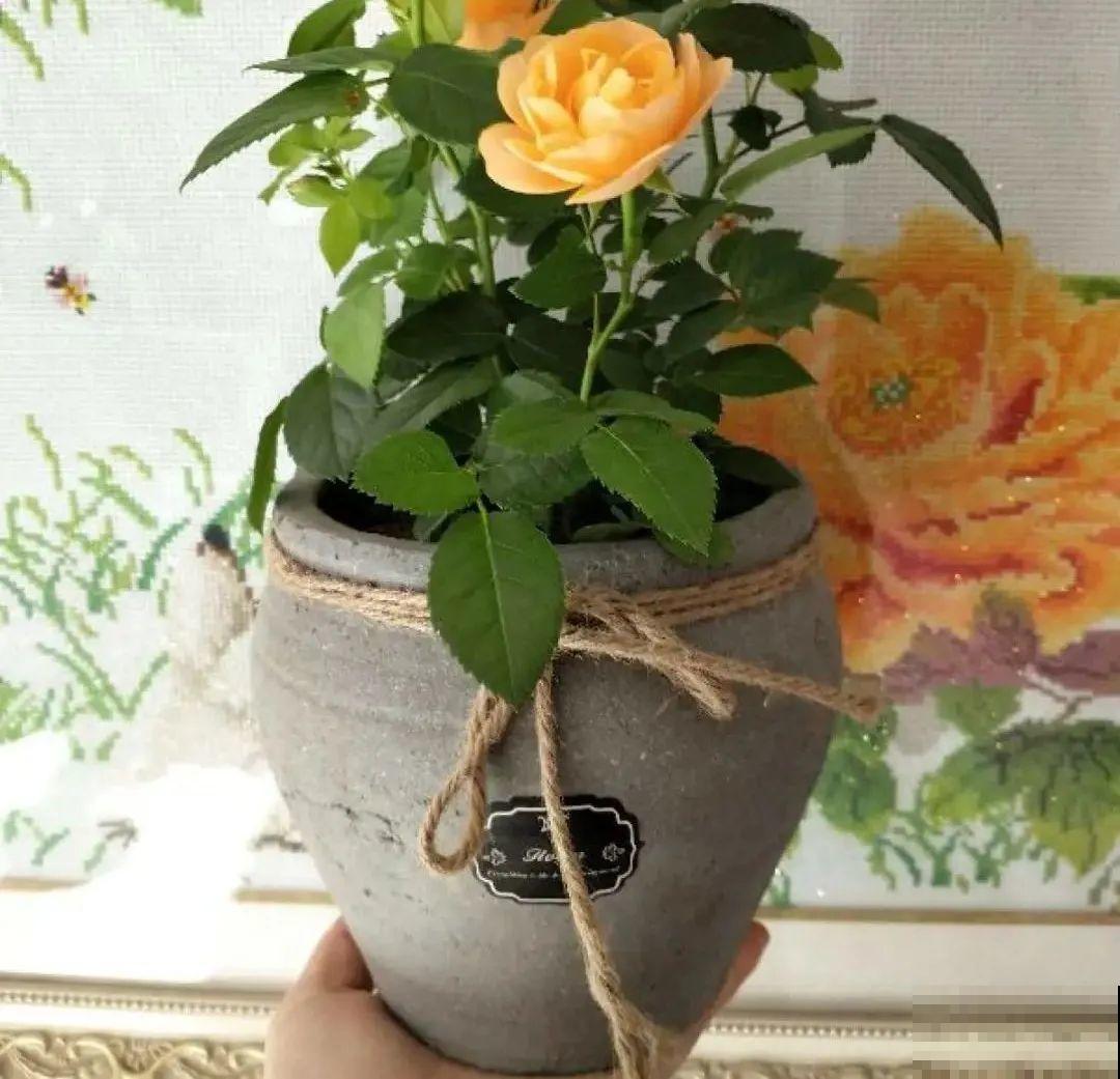 选不对花盆，啥花都被你养死了！