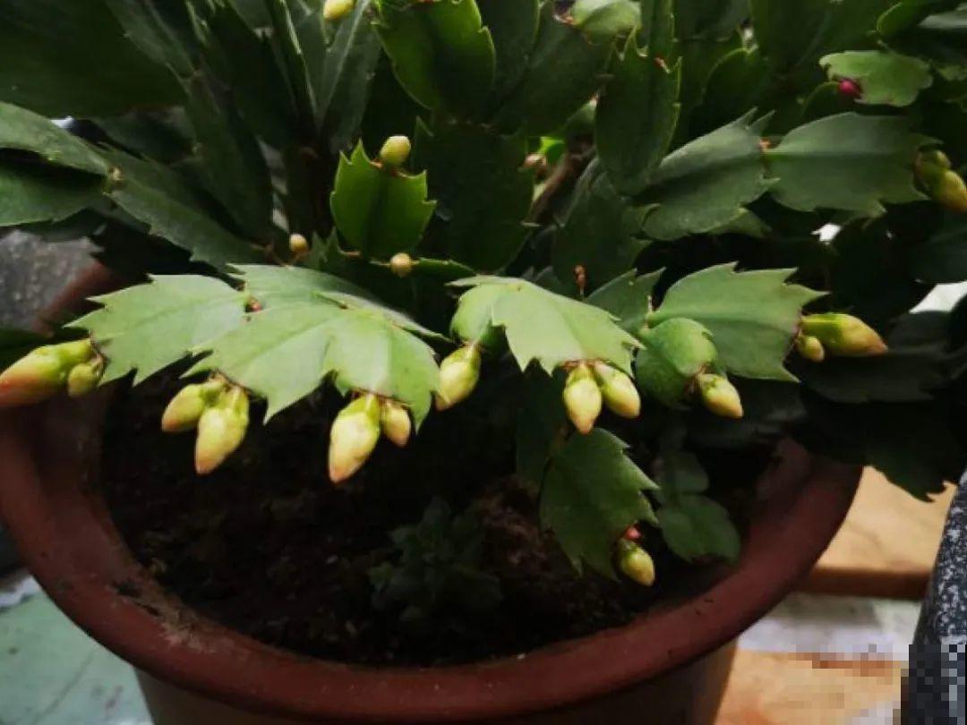 养护蟹爪兰,要注意8个要点,才能开出仙气飘飘花 养护蟹爪兰,要注意8个要点,才能开出仙气飘飘花