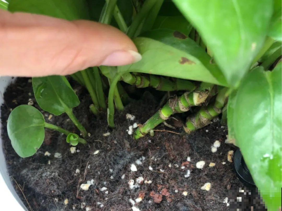 花盆里长了个“蛋”，赶紧换盆，否则必死无疑！