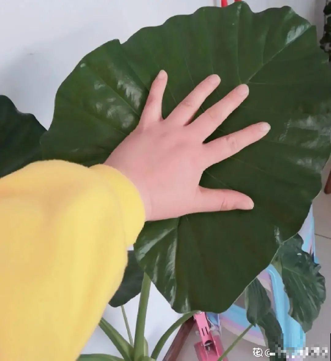 花长得像蔬菜，那也不能吃，有毒的！